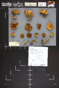 Hypholoma capnoides image