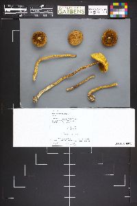 Heimioporus betula image