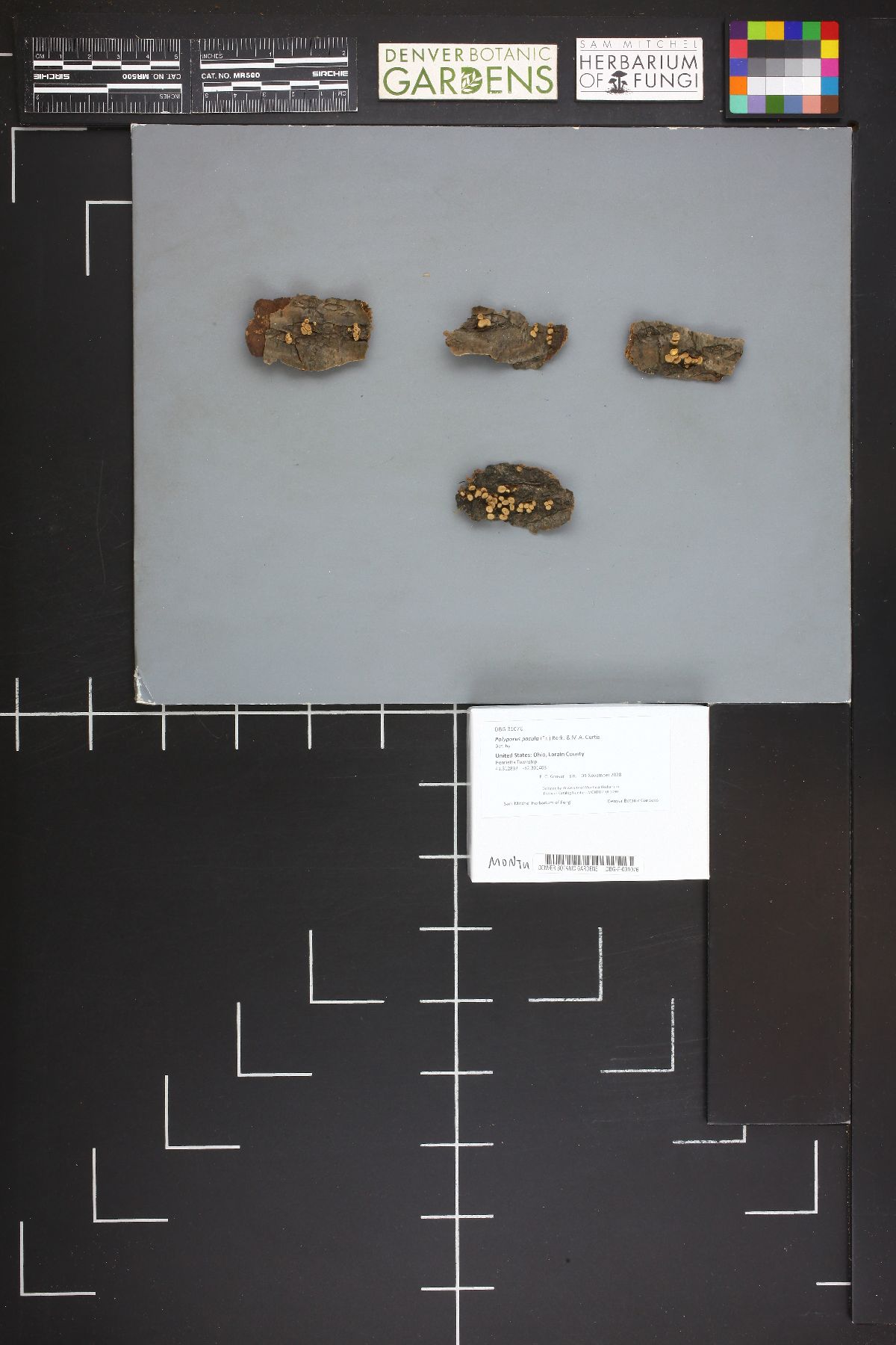 Polyporus pocula image