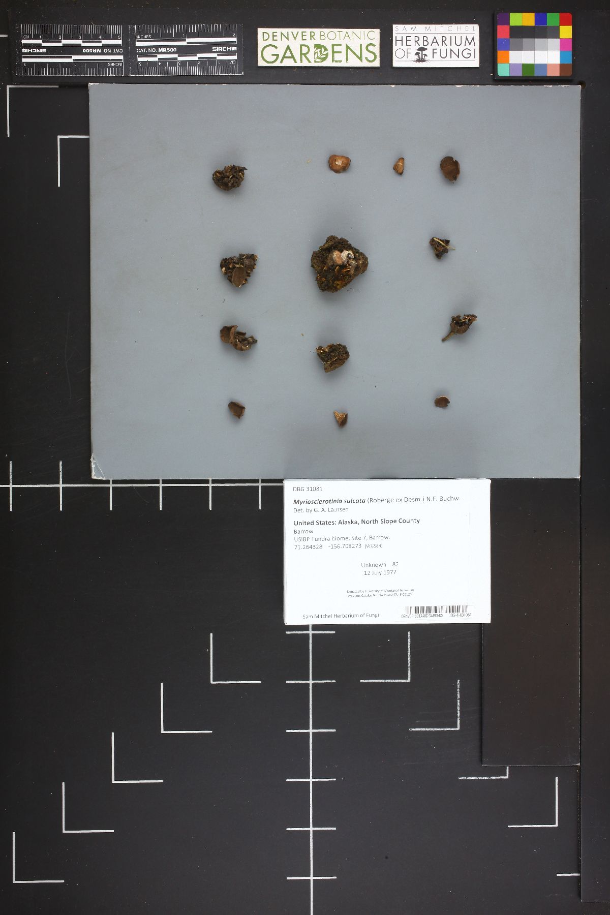 Myriosclerotinia sulcata image