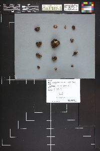 Myriosclerotinia sulcata image