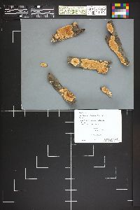 Steccherinum ochraceum image