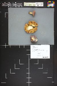 Russula placita image