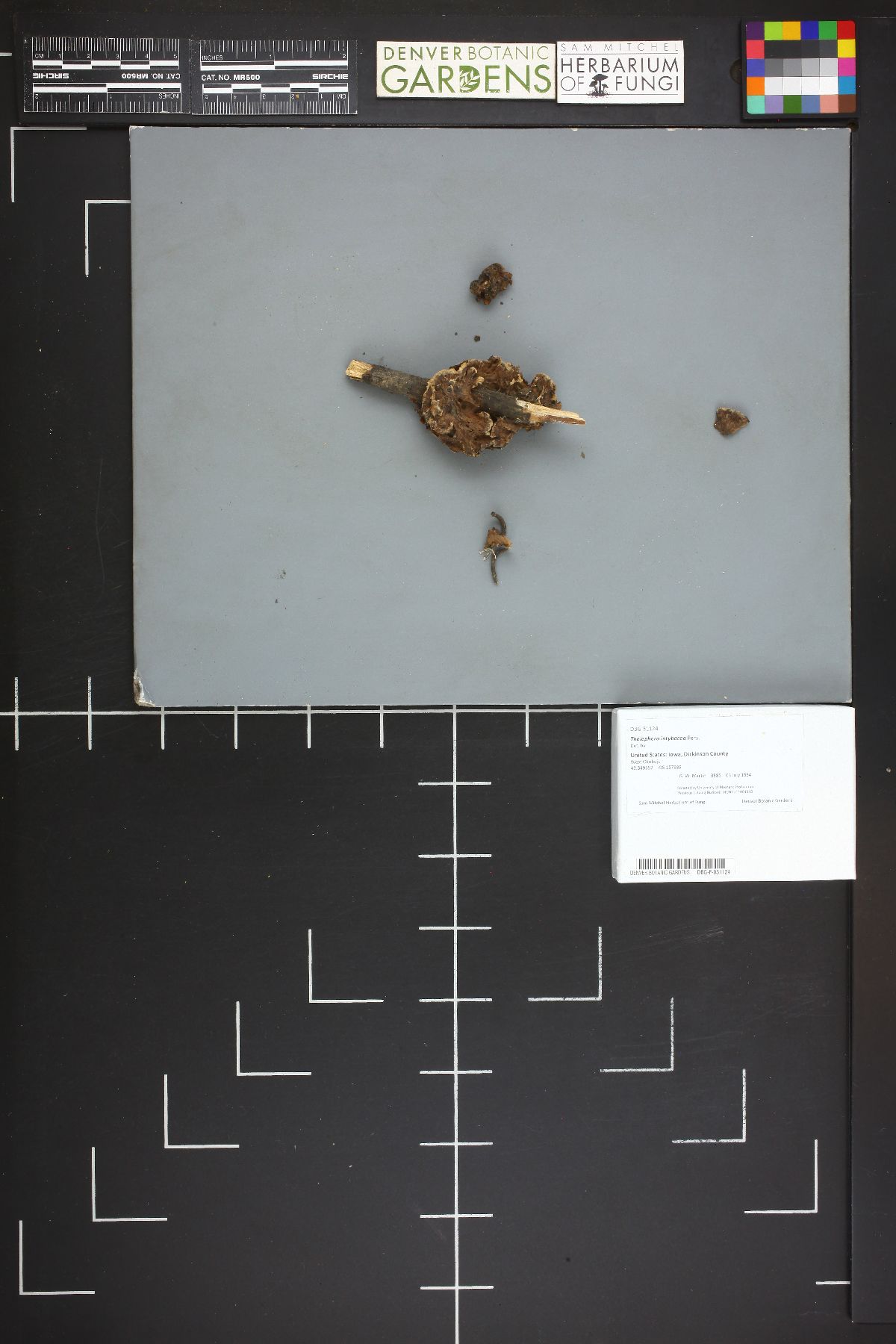 Thelephora intybacea image