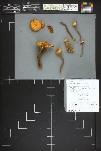 Kuehneromyces mutabilis image