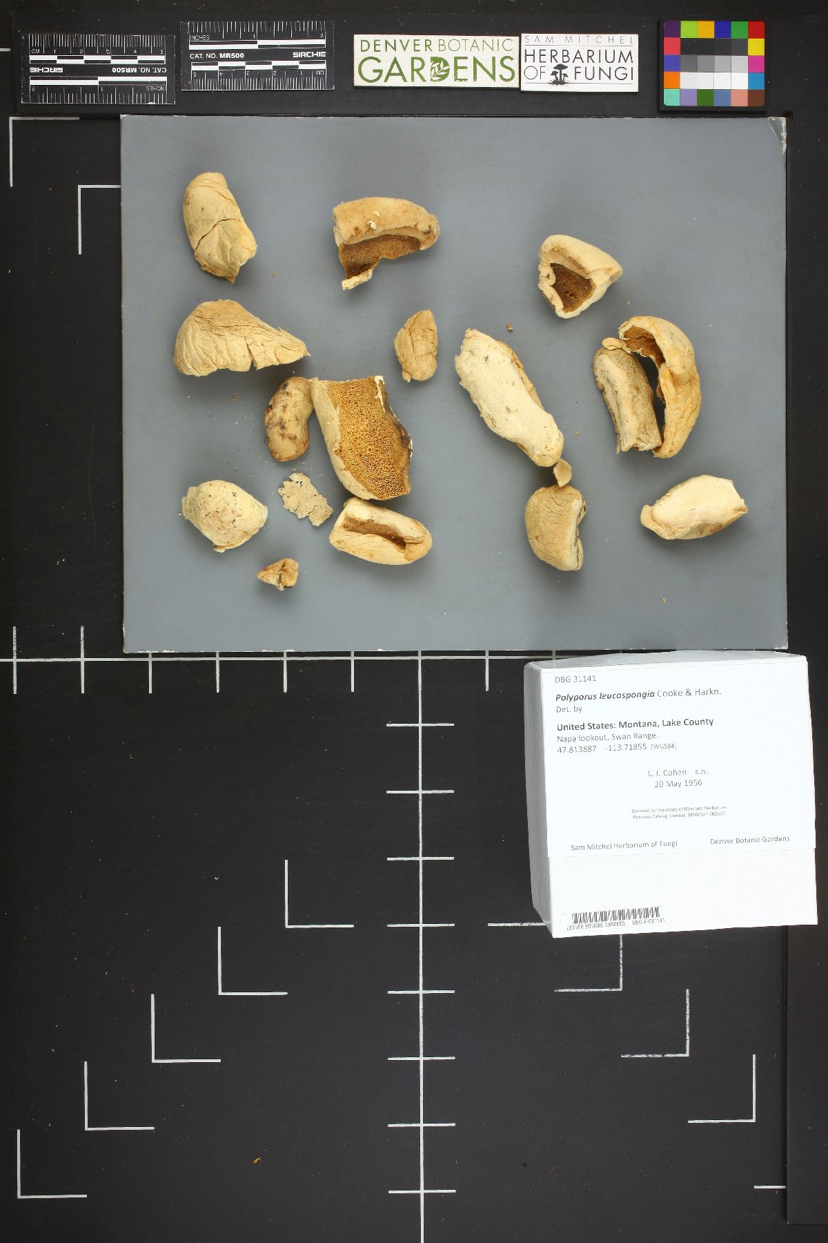 Tyromyces leucospongia image