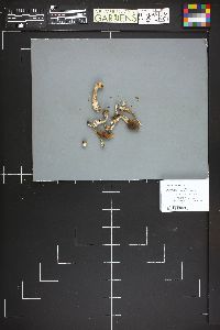 Cortinarius glandicolor image
