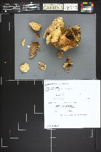 Bondarzewia berkeleyi image