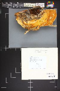 Hypomyces aurantius image