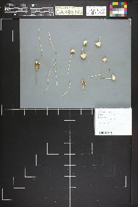 Conocybe albipes image