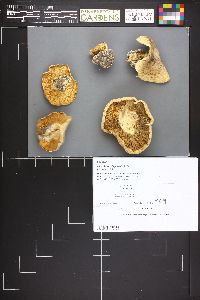 Tricholoma cartilagineum image