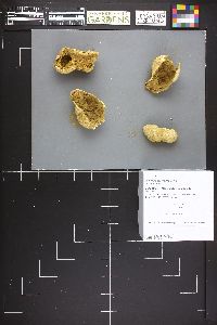 Calbovista subsculpta image