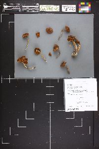 Cortinarius anomalus image