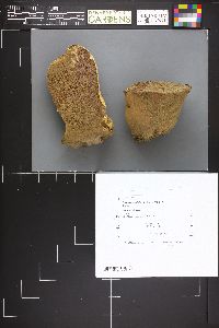Calvatia cyathiformis image