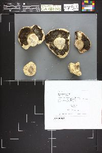 Agaricus rodmani image