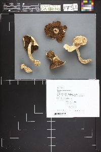 Agaricus placomyces image