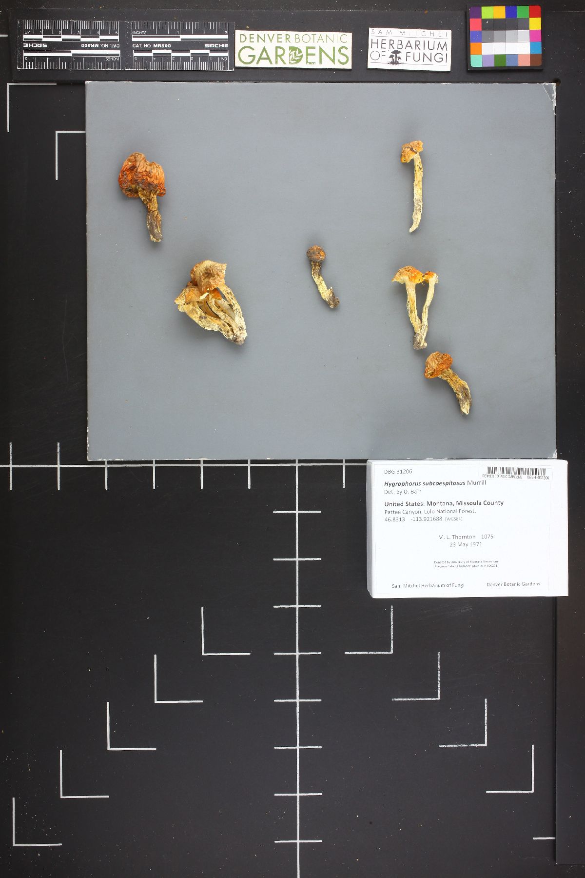 Hygrophorus subcaespitosus image