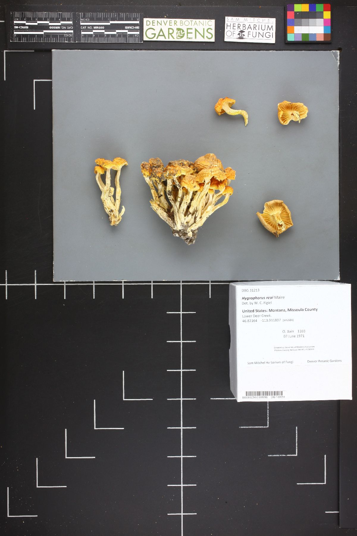 Hygrophorus reai image