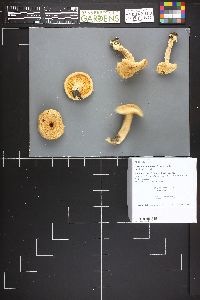 Lactarius torminosus image