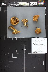 Lactarius scrobiculatus image