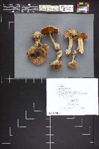 Cortinarius olearioides image