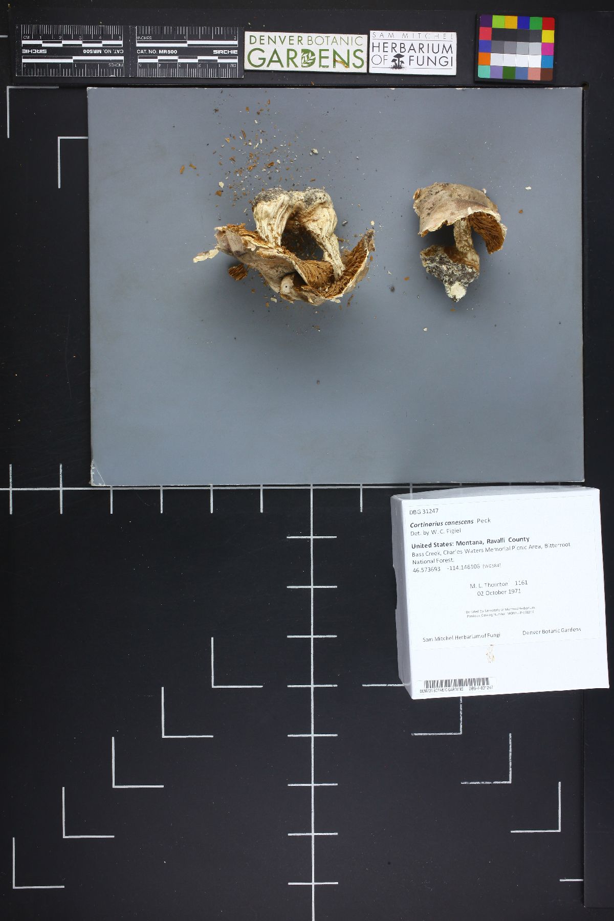 Cortinarius canescens image