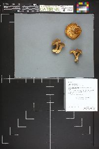 Lactarius helvus image