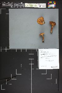 Lactarius hepaticus image