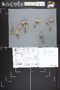 Marasmius oreades image