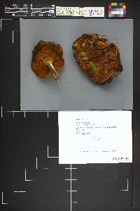 Suillus brevipes image