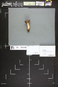 Lactarius rufus image