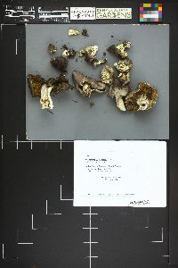 Tricholoma portentosum image