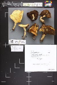 Stropharia kauffmanii image