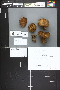 Paxillus involutus image