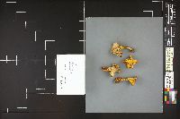 Cantharellus roseocanus image