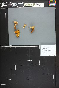 Cantharellus roseocanus image