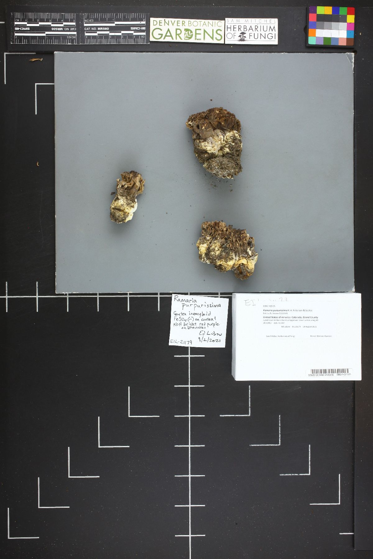 Ramaria purpurissima image