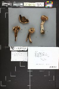 Agaricus cordillerensis image