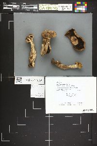 Agaricus amicosus image