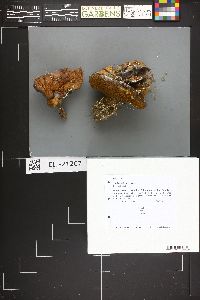 Suillus kaibabensis image
