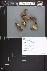 Lactarius montanus image