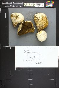 Calvatia booniana image