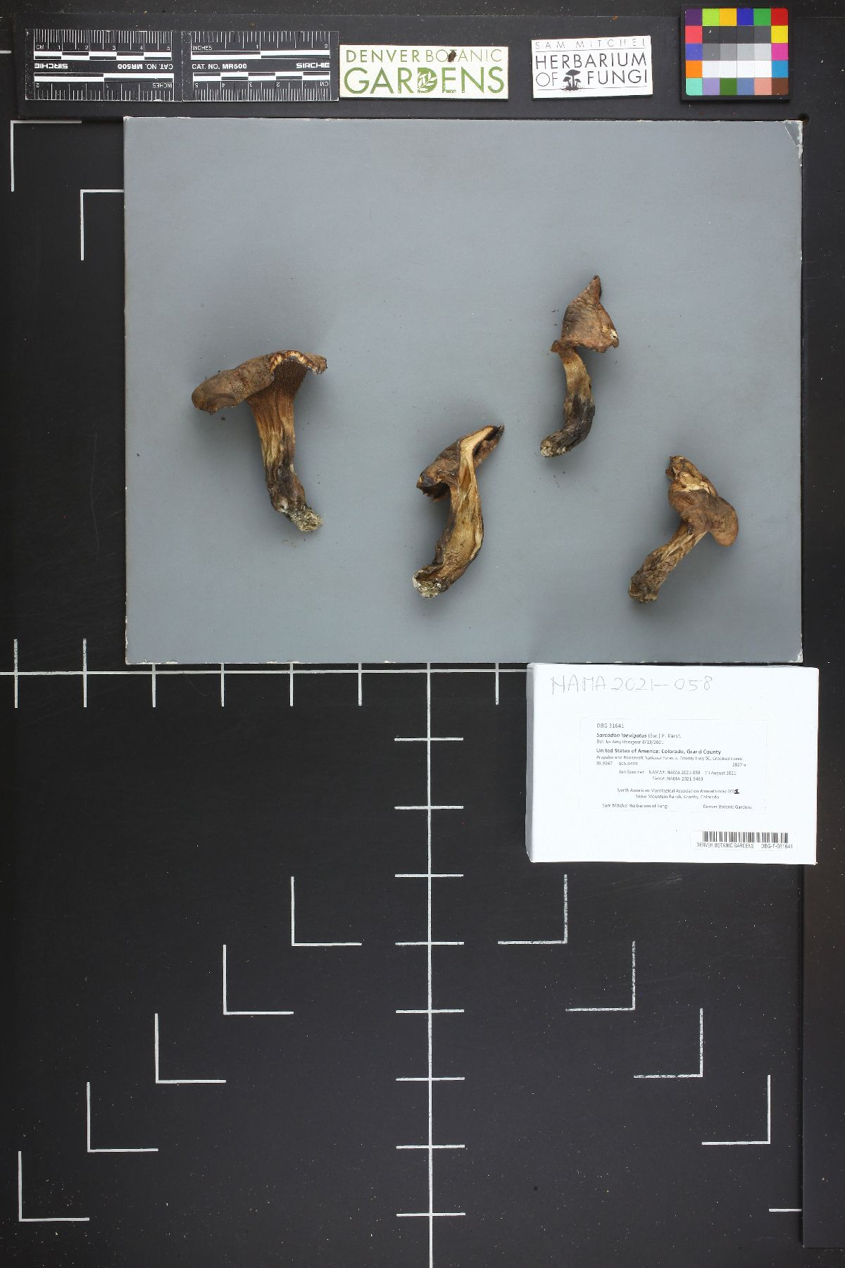 Sarcodon leucopus image