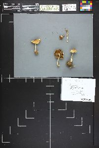 Inocybe sororia image