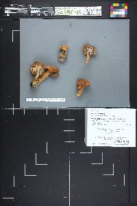 Lactarius hepaticus image