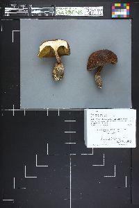 Boletus mottiae image