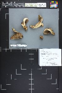 Sarcodon scabrosus image