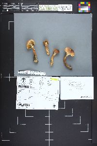 Tricholoma vaccinum image