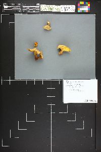 Cantharellus roseocanus image