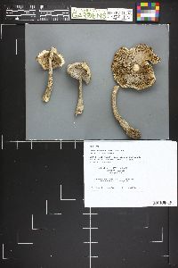 Amanita stannea image